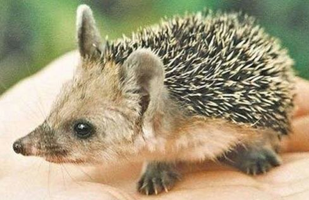 Ein junger Igel.